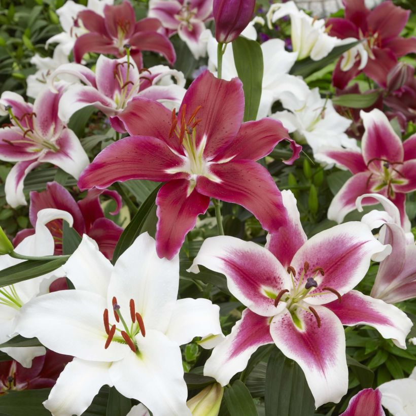 Lilium Mix - Lily (Flowering)