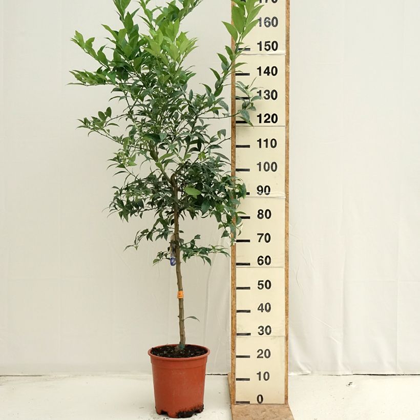 Citrus x floridana - Limequat Citrus Tree 7.5L/10L pot, Half standard sample as delivered in summer