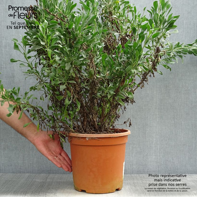 Limoniastrum monopetalum 7.5L/10L pot sample as delivered in autumn