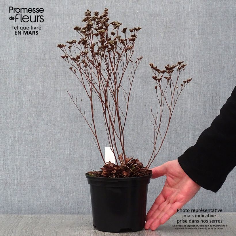 Limonium gmelinii Dazzle Rocks 2L/3L pot sample as delivered in winter