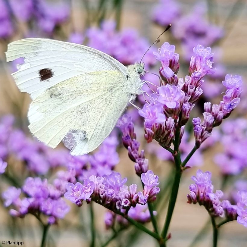 Limonium gmelinii Dazzle Rocks (Flowering)