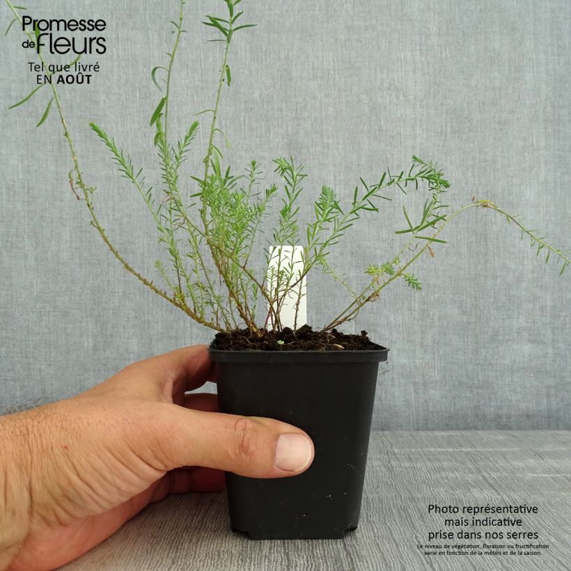 Limonium gmelinii Dazzle Rocks 8/9 cm pot sample as delivered in summer