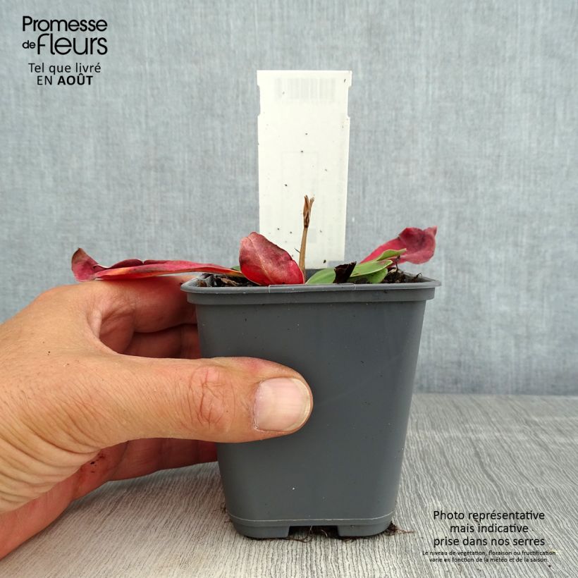 Limonium gmelinii subsp. hungaricum 8/9 cm pot sample as delivered in summer