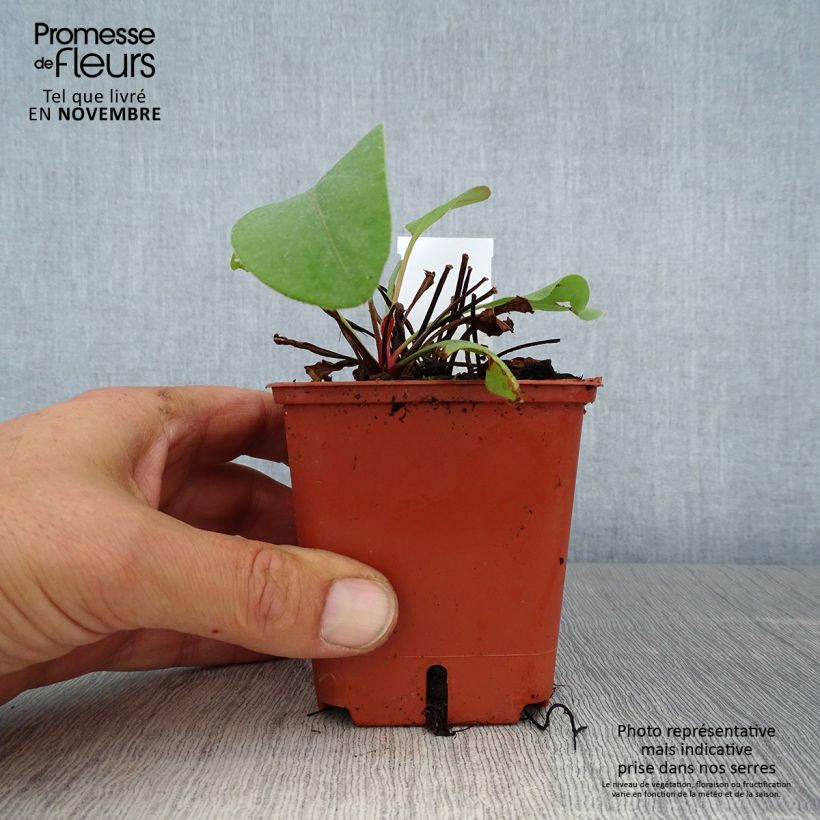 Limonium perezzi 8/9 cm pot sample as delivered in autumn