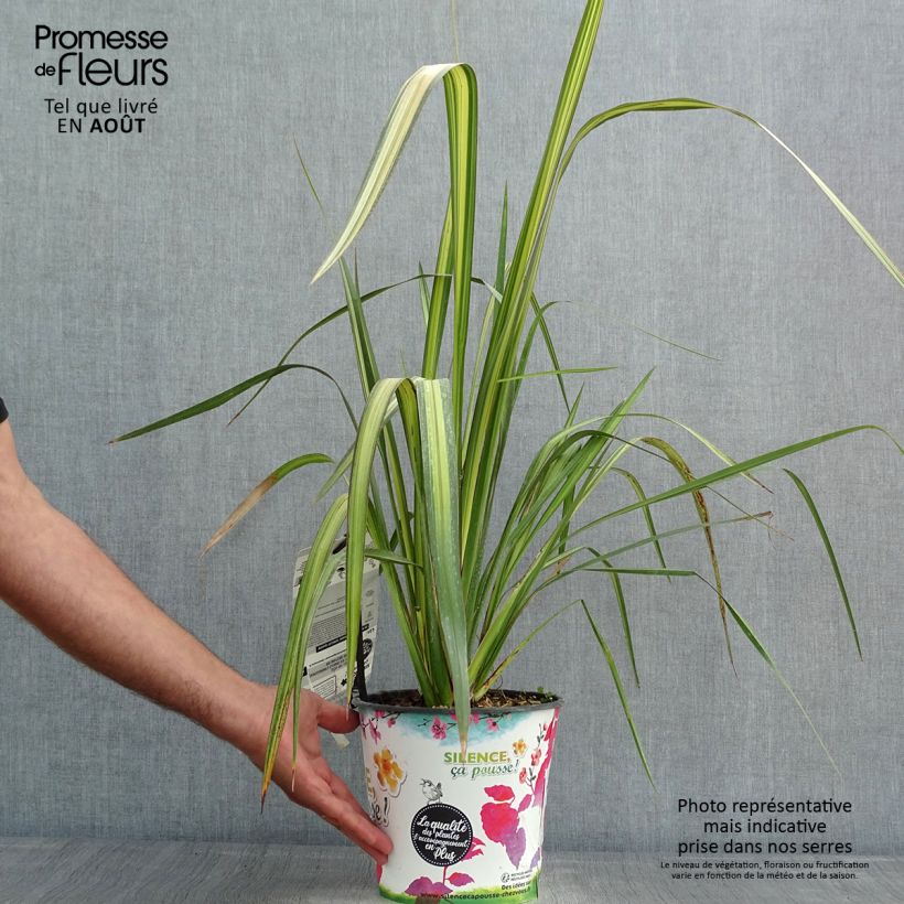 Phormium tenax Apricot Queen - New Zealand Flax 3L/4L pot sample as delivered in summer