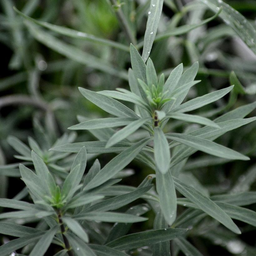 Linaria purpurea (Foliage)