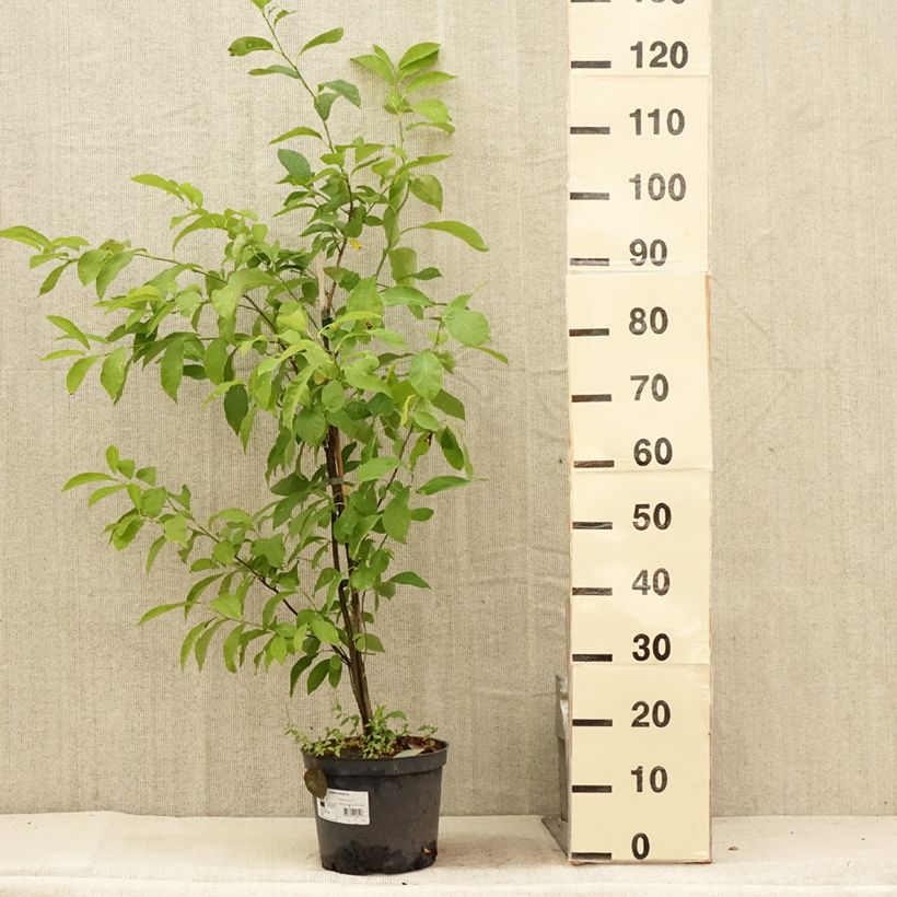 Lindera benzoin 4L/5L pot sample as delivered in summer