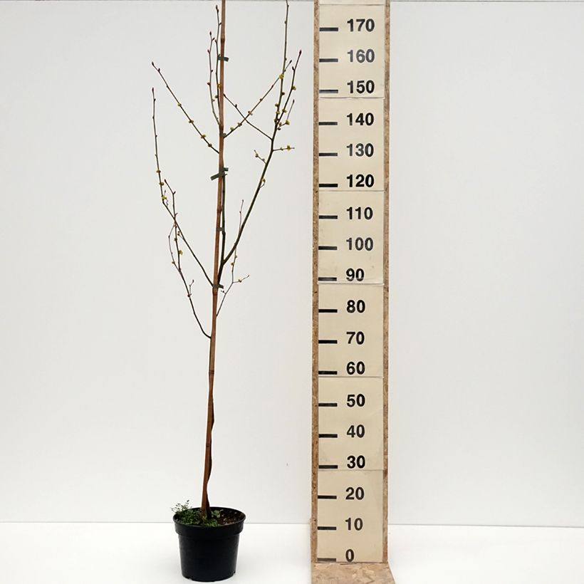 Lindera obtusiloba - Oriental Spicebush 4L/5L pot sample as delivered in winter