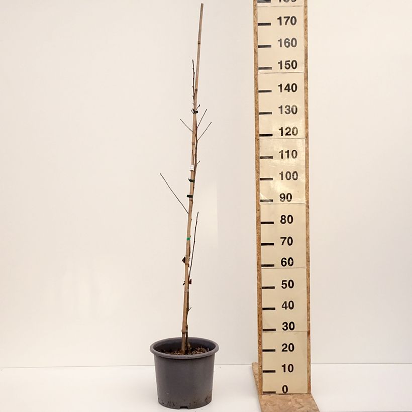 Liquidambar formosana - Copalme de Chine Pot de 12L/15L sample as delivered in winter
