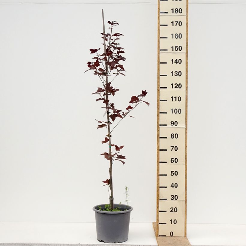 Liquidambar formosana 7.5L/10L pot sample as delivered in spring