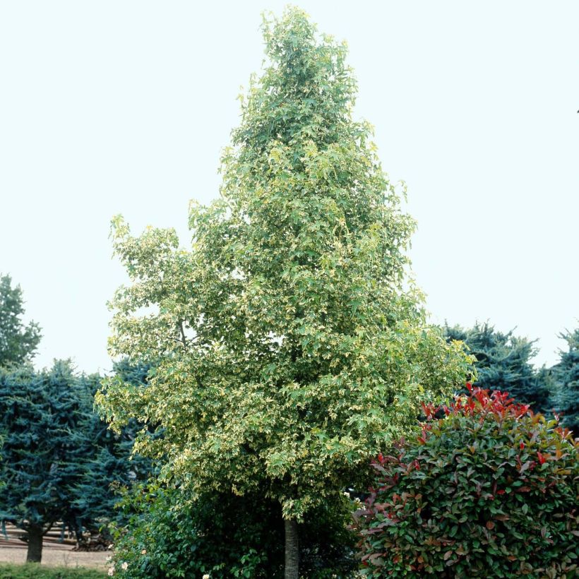 Liquidambar styraciflua Albomarginata Manon - American Sweetgum (Plant habit)