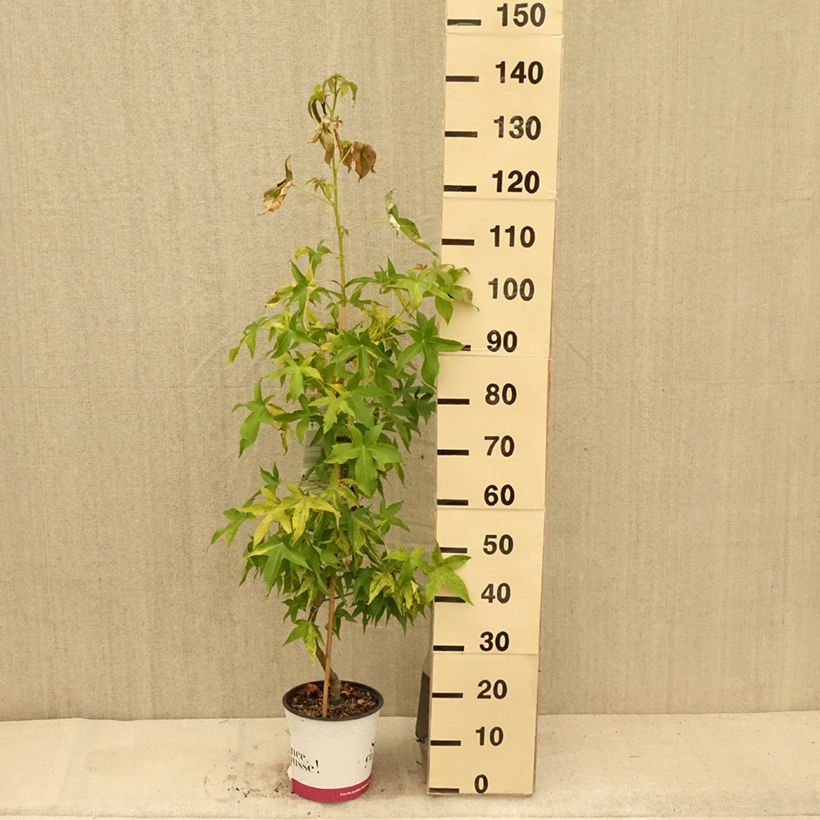 Liquidambar styraciflua  Aurea 4L/5L pot sample as delivered in summer