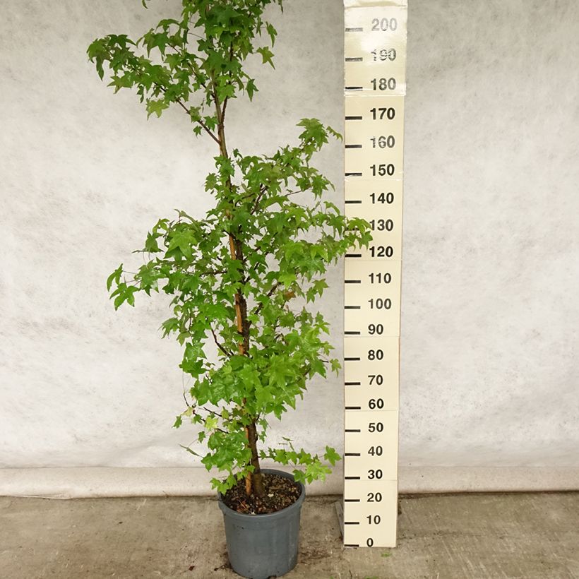 Liquidambar styraciflua - American Sweetgum 7.5L/10L pot sample as delivered in summer