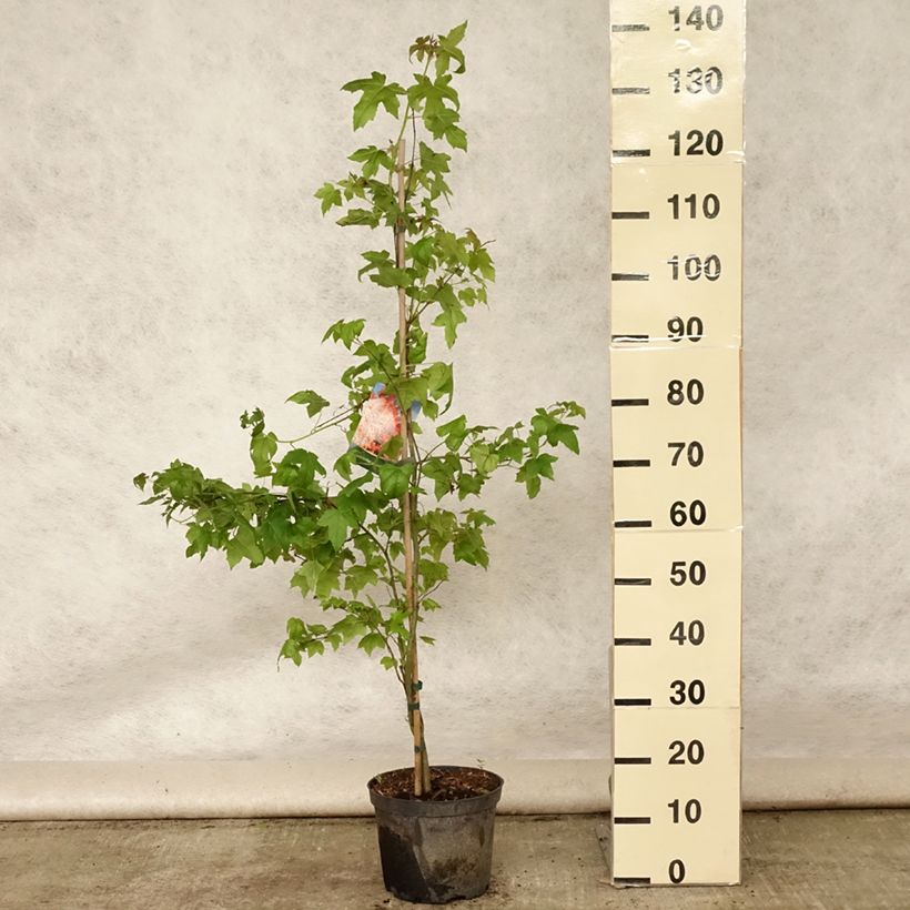Liquidambar styraciflua - American Sweetgum 3L/4L pot sample as delivered in summer