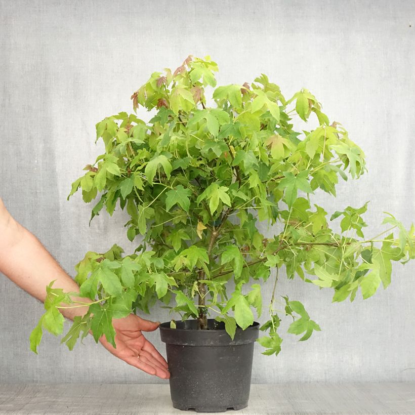 Liquidambar styraciflua Gum Ball - American Sweetgum 4L/5L pot sample as delivered in summer