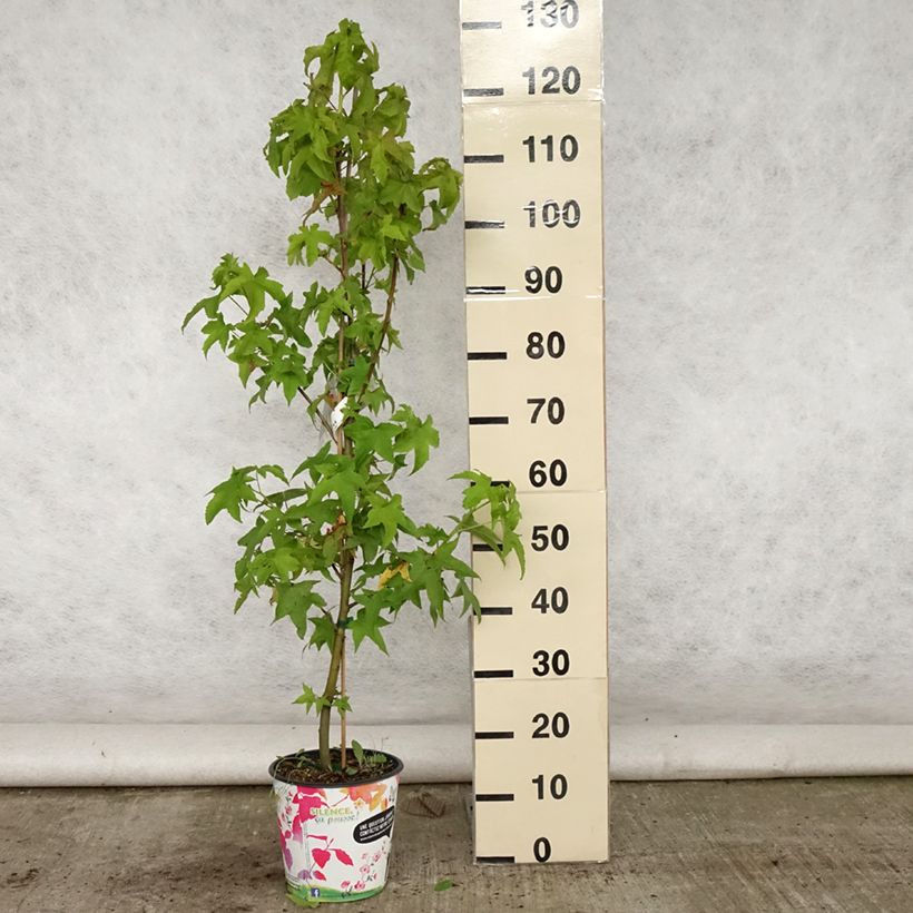 Liquidambar styraciflua Lane Roberts - American Sweetgum 2L/3L pot sample as delivered in summer