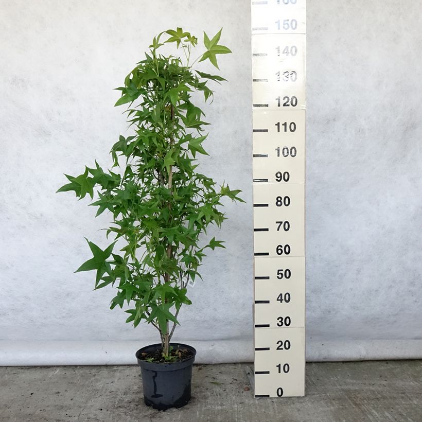 Liquidambar styraciflua Slender Silhouette - American Sweetgum 7.5L/10L pot sample as delivered in summer