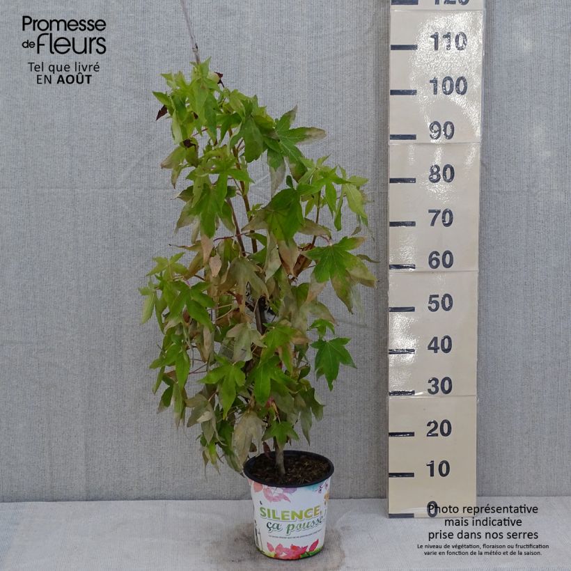 Liquidambar styraciflua Thea - American Sweetgum 4L/5L pot sample as delivered in summer
