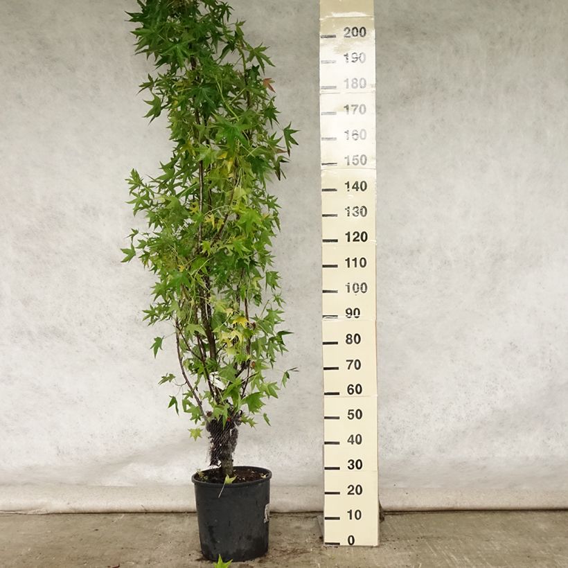 Liquidambar styraciflua Worplesdon - American Sweetgum 7.5L/10L pot sample as delivered in summer