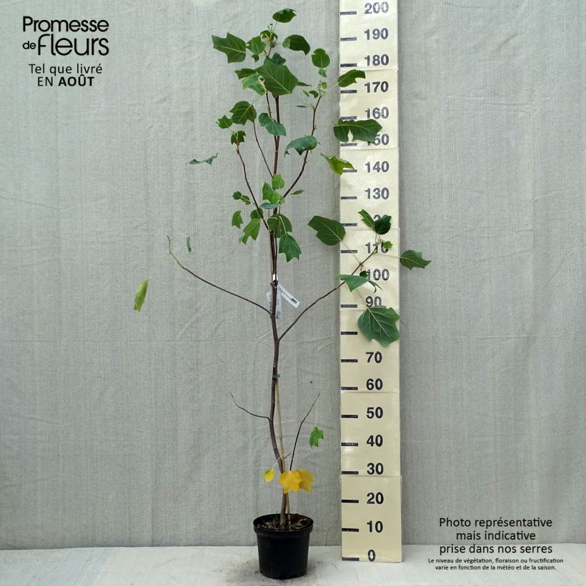 Liriodendron tulipifera Aureomarginatum 3L/4L pot sample as delivered in summer