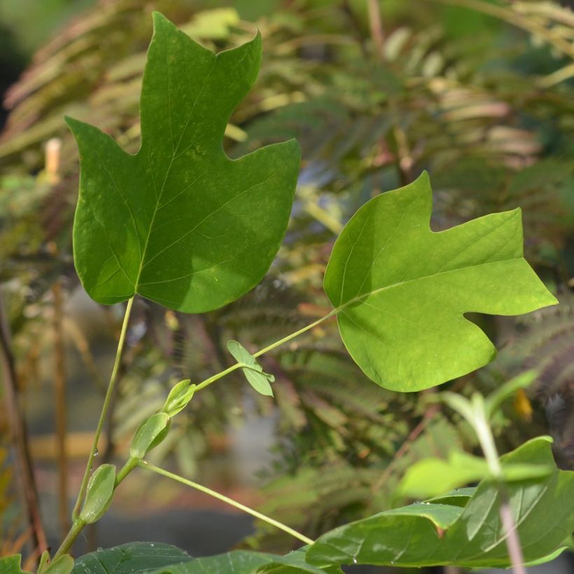 Liriodendron tulipifera - Tulip Tree (Foliage)