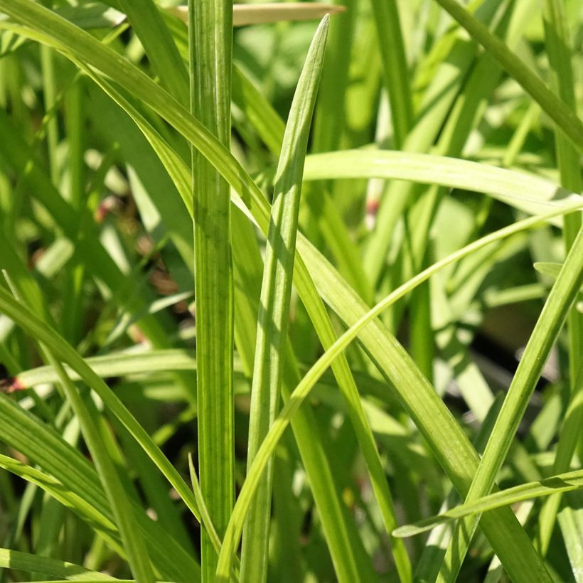 Liriope muscari Big Blue (Foliage)