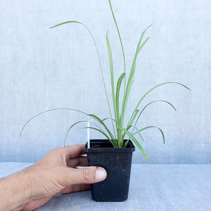 Liriope muscari Big Blue 8/9 cm pot sample as delivered in summer