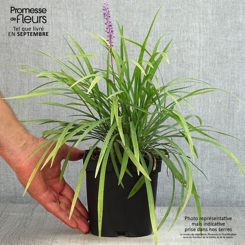 Liriope muscari 2L/3L pot sample as delivered in summer