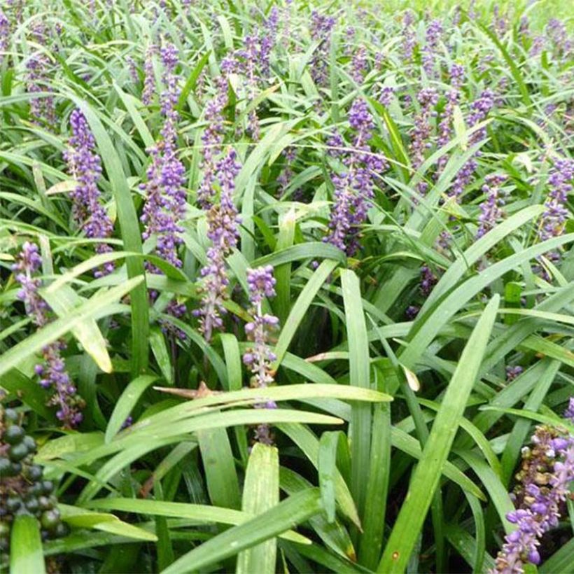 Liriope muscari Evergreen Giant (Flowering)