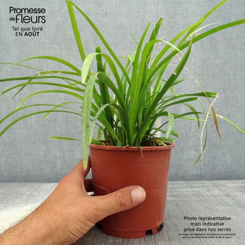 Liriope muscari Evergreen Giant 1L/1.5L pot sample as delivered in summer