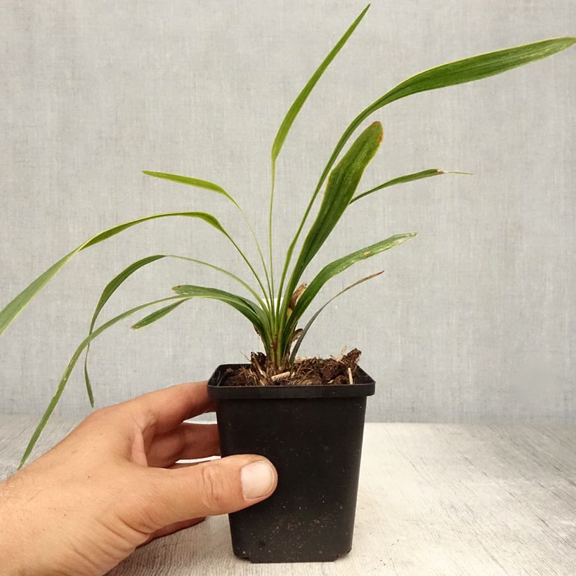 Liriope muscari Gold Banded 8/9 cm pot sample as delivered in summer