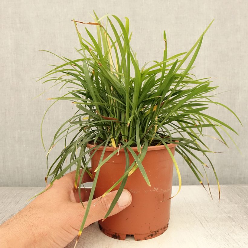 Liriope muscari Ingwersen 1L/1.5L pot sample as delivered in summer