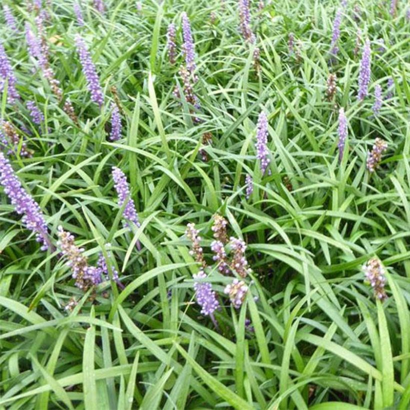 Liriope muscari Lilac Wonder (Flowering)