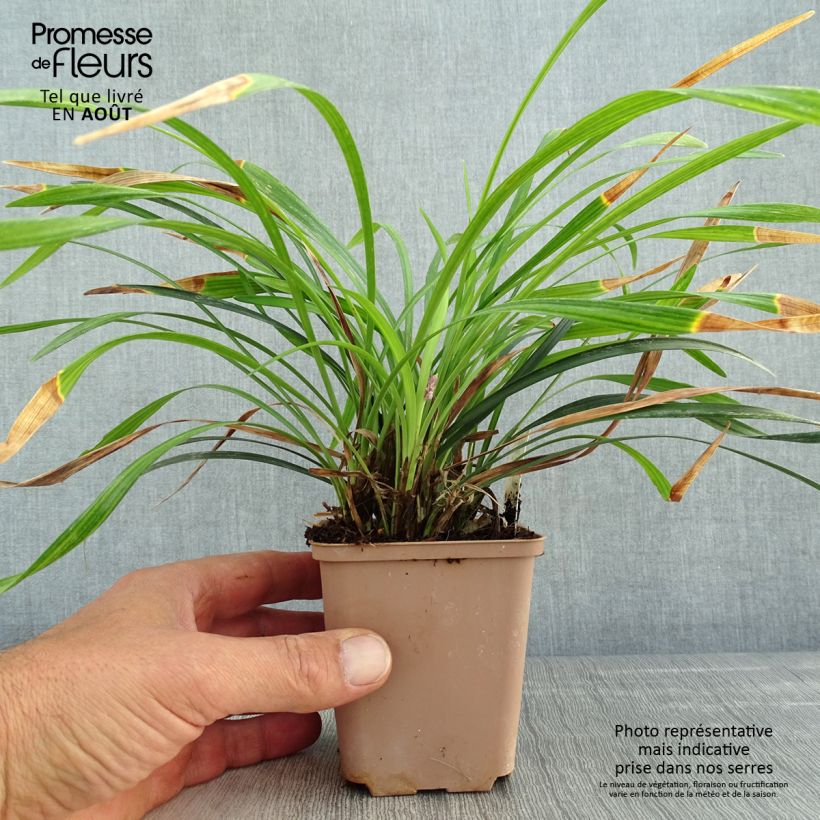 Liriope muscari Lilac Wonder 8/9 cm pot sample as delivered in summer