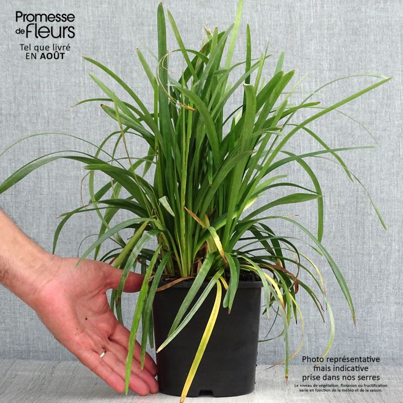 Liriope muscari Monroe White 2L/3L pot sample as delivered in summer
