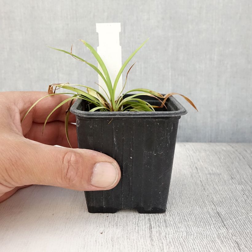 Liriope muscari Okina - Lily turf 8/9 cm pot sample as delivered in summer