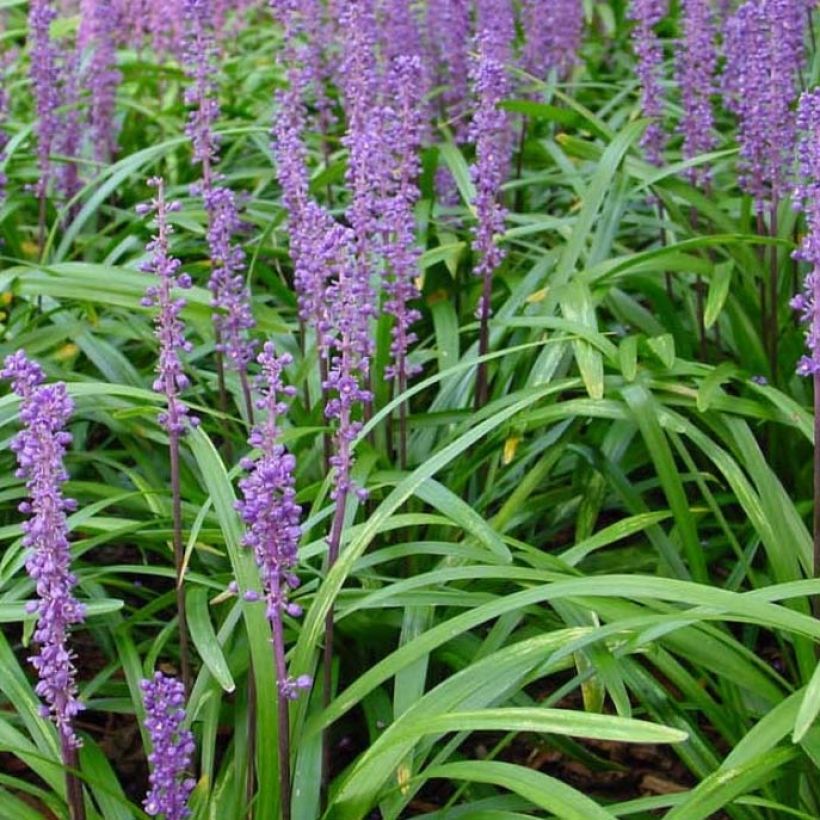 Liriope muscari Royal Purple (Foliage)