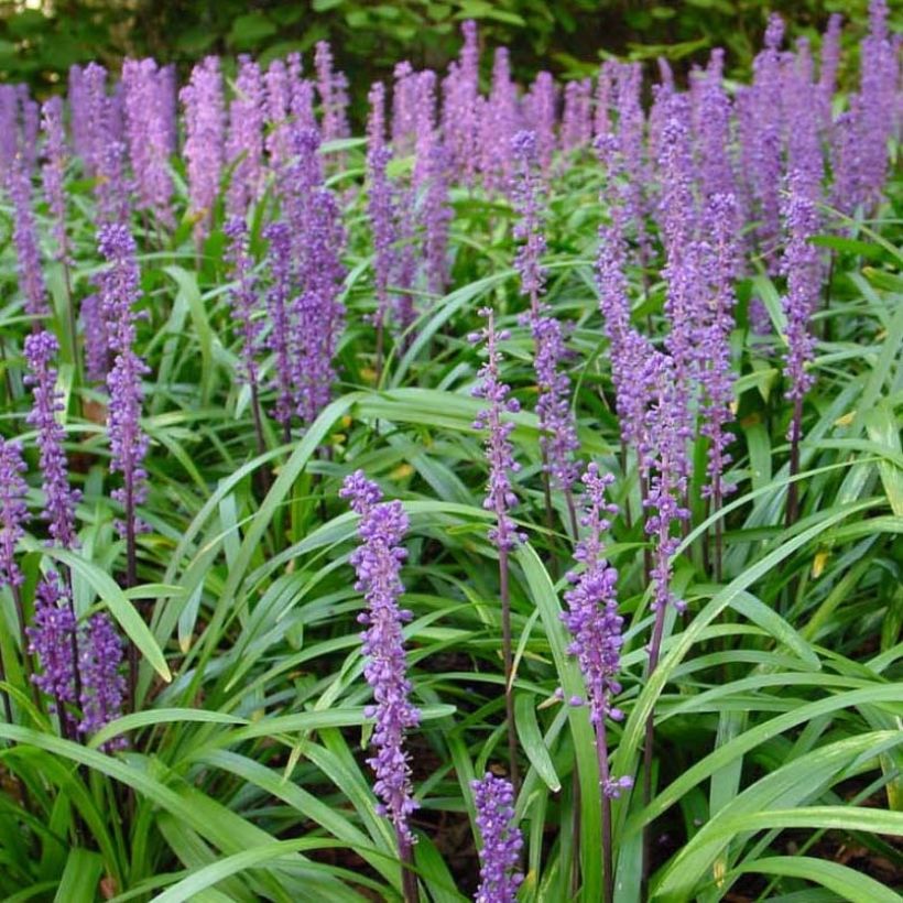 Liriope muscari Royal Purple (Flowering)