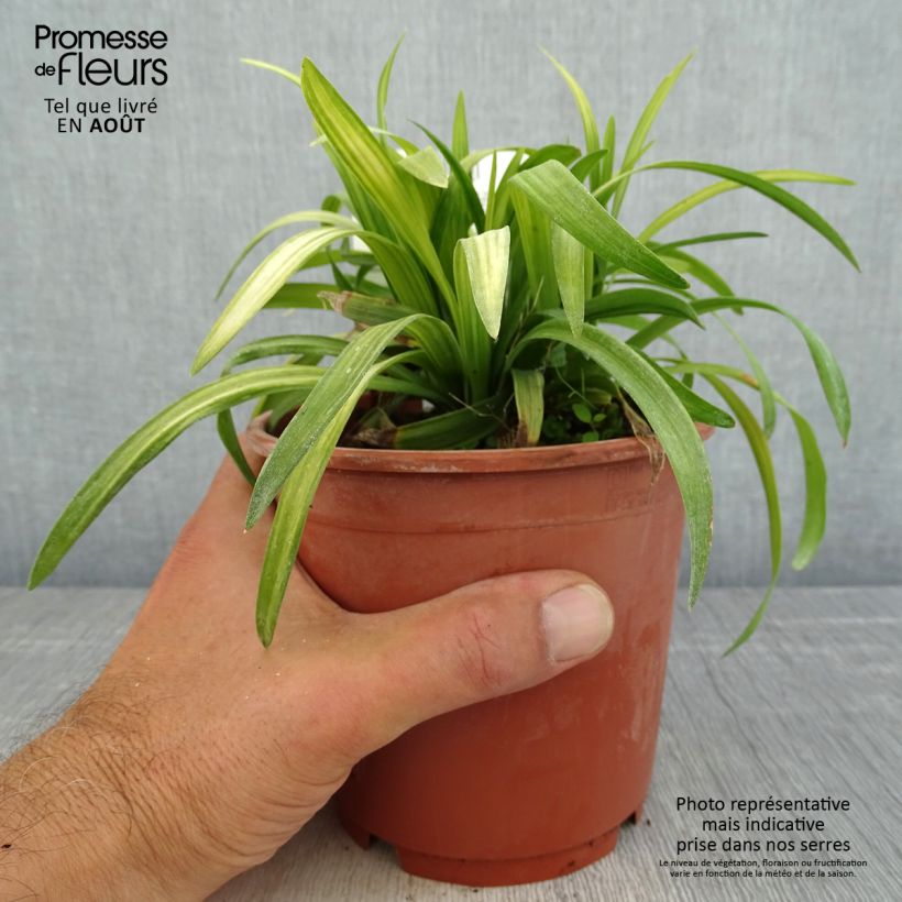 Liriope muscari Royal Purple 1L/1.5L pot sample as delivered in summer
