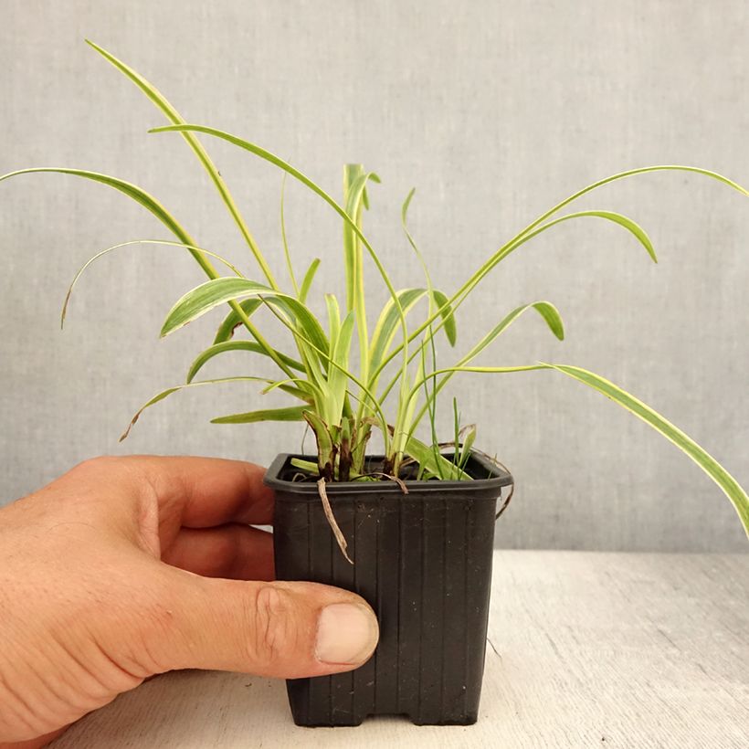 Liriope muscari Silvery Sunproof 8/9 cm pot sample as delivered in summer