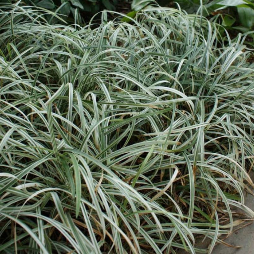 Liriope spicata Silver Dragon (Plant habit)