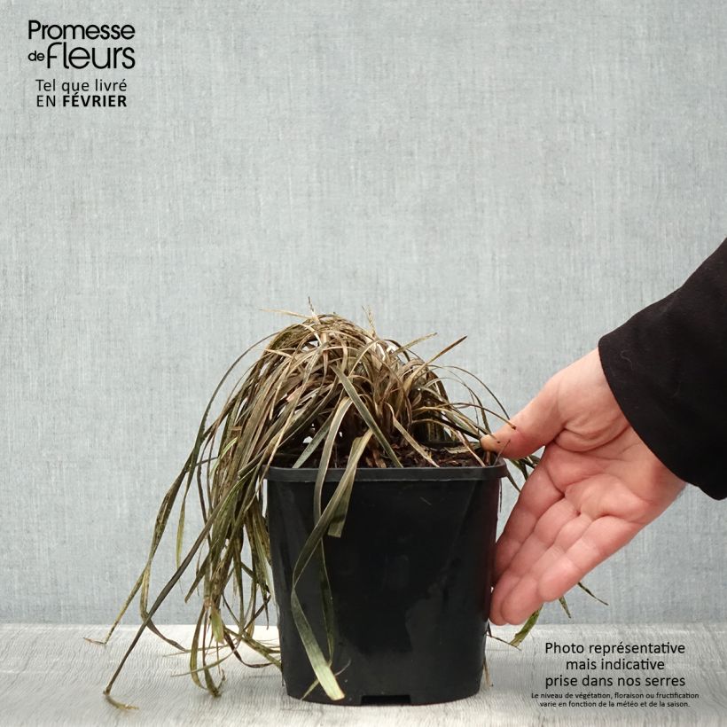 Liriope spicata Silver Dragon 2L/3L pot sample as delivered in winter