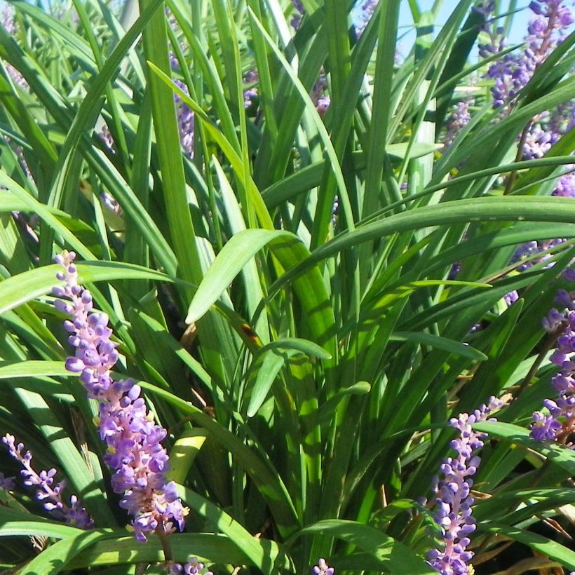 Liriope muscari Super Blue (Foliage)