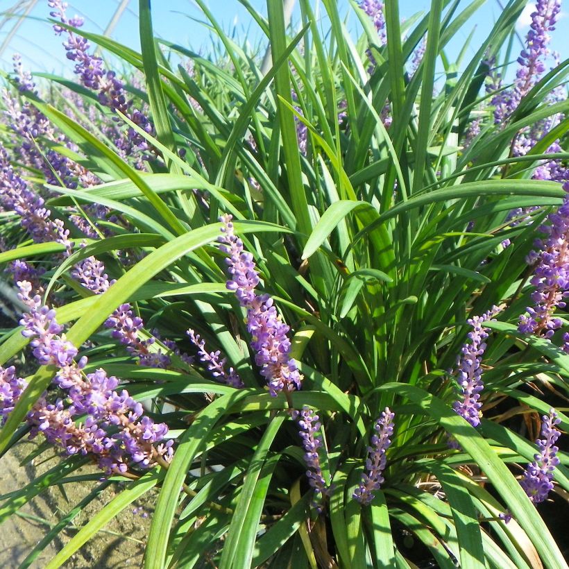 Liriope muscari Super Blue (Plant habit)