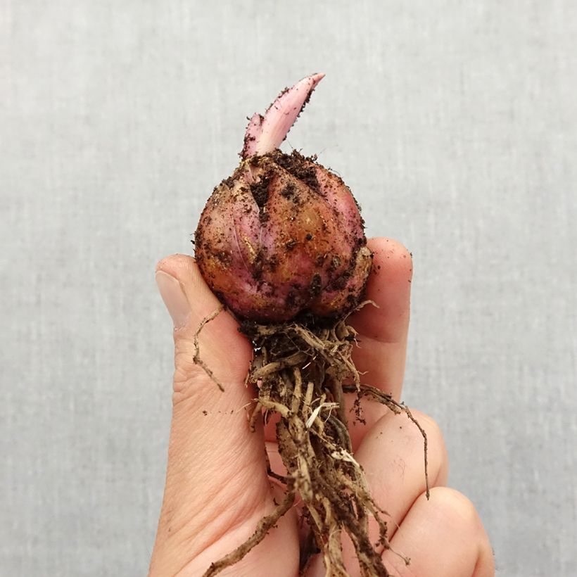 Lilium Mapira - Asiatic Lily Bulb size 16+ sample as delivered in spring