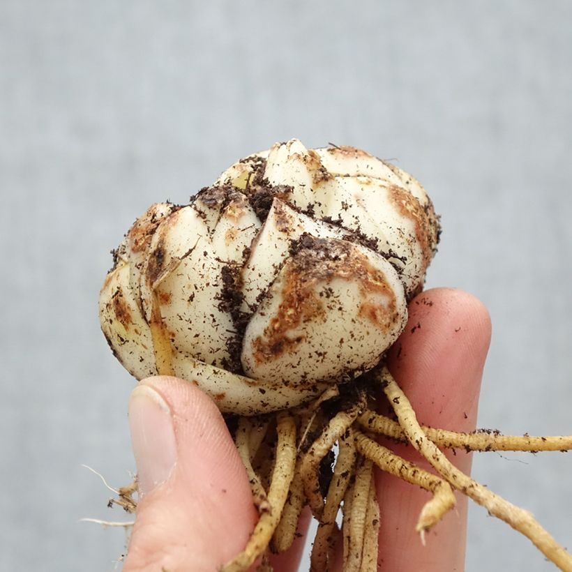 Lilium Must See - Lily Bulb size 16/18 sample as delivered in spring