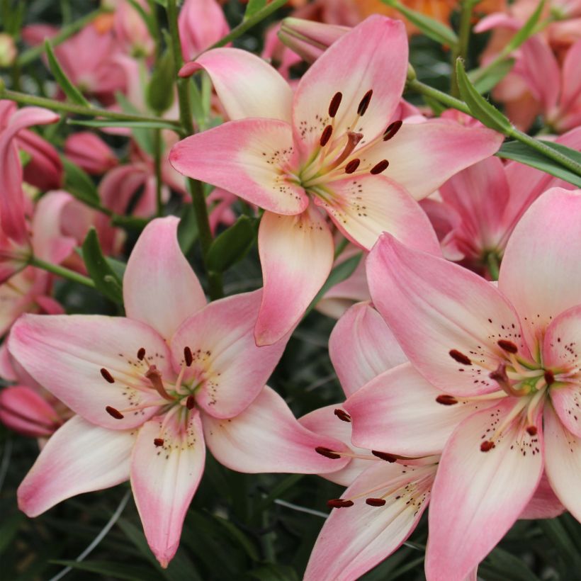 Lilium Rosella's Dream (Flowering)