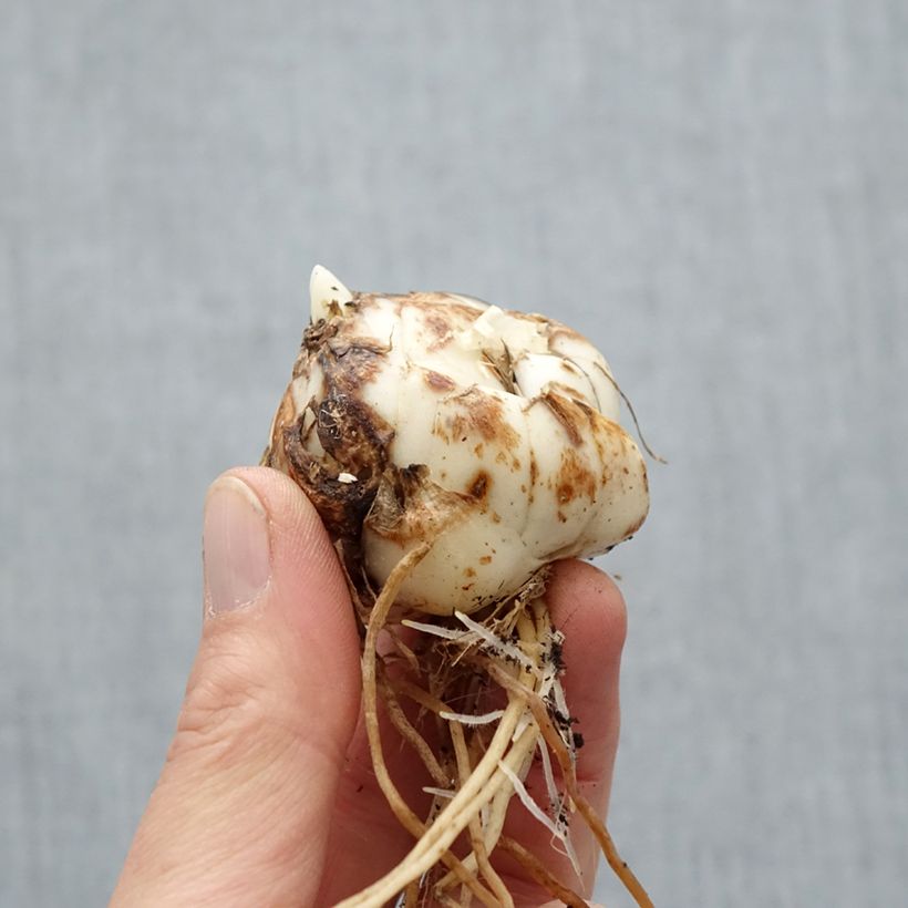 Lilium Rosella's Dream Bulb size 16/18 sample as delivered in spring