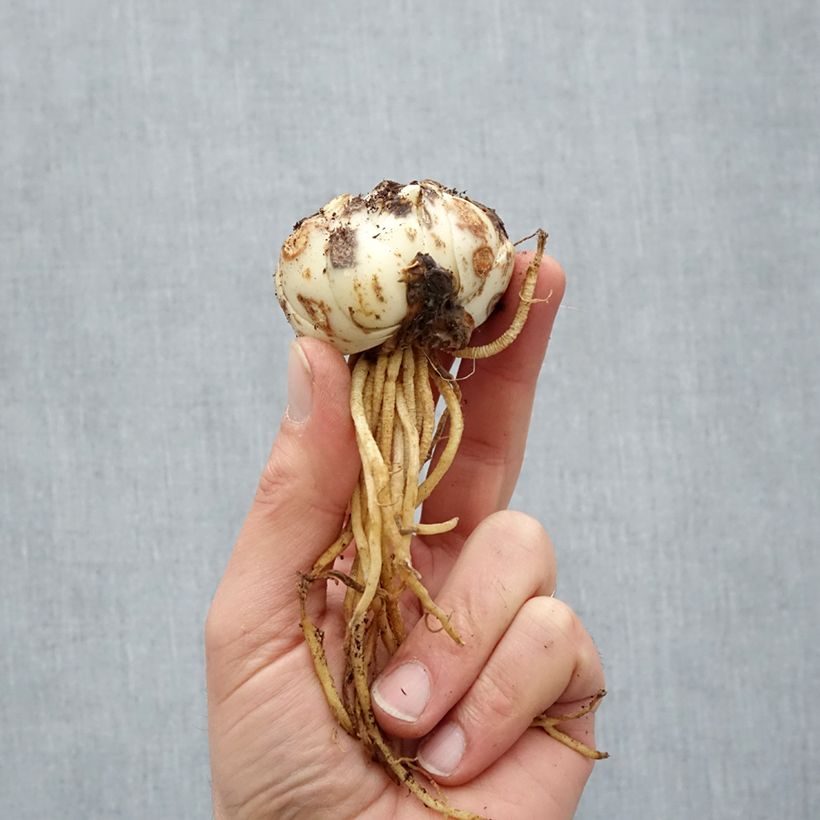 Lilium Royal Kiss - Lily Bulb size 16/18 sample as delivered in spring