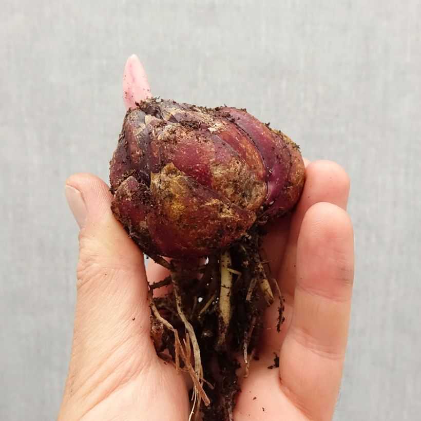 Lilium Asiatic Mix - Asiatic Lily Bulb size 18/20 sample as delivered in spring